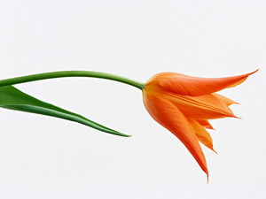 Márciusi akciónk - Kiskunhalas